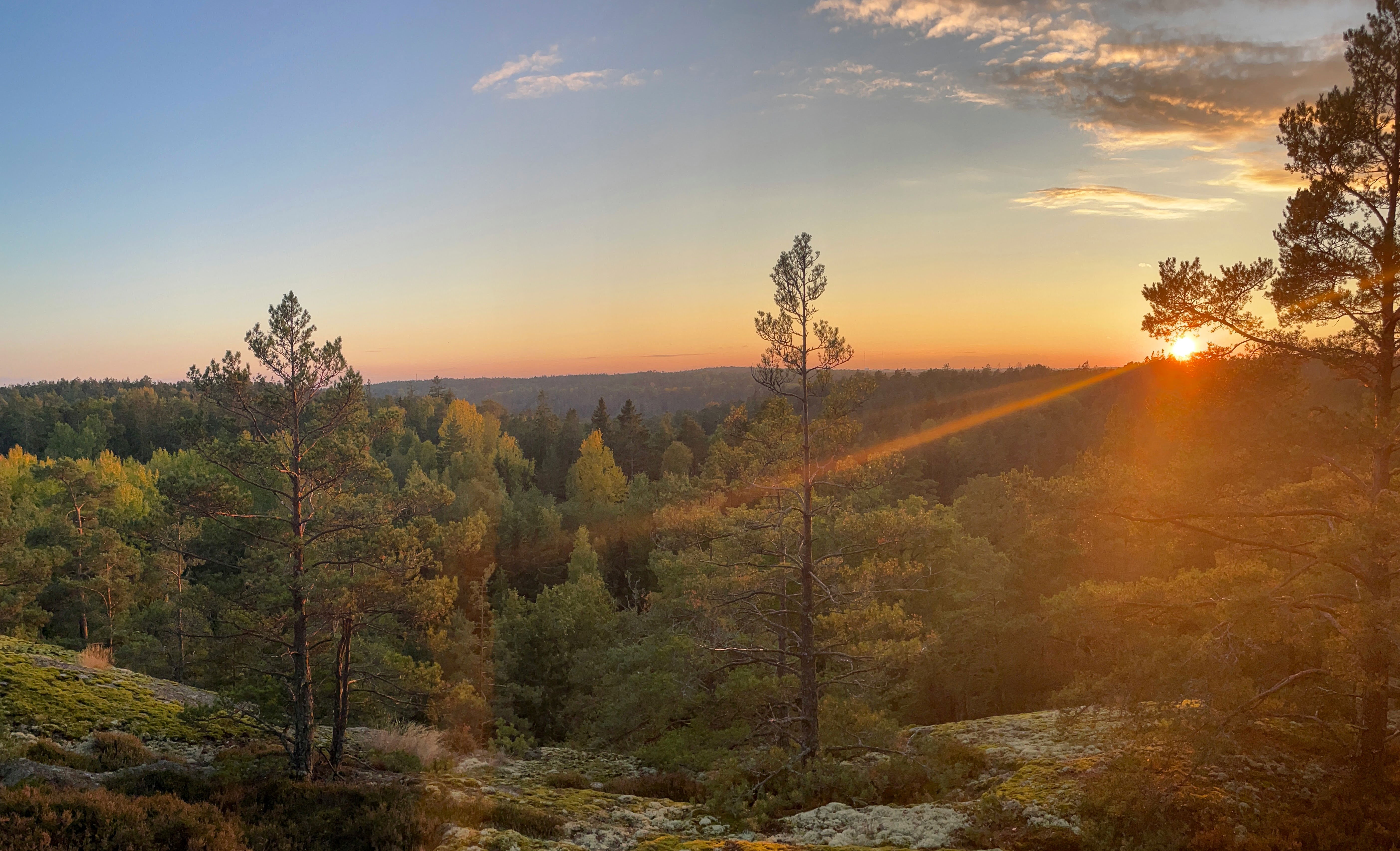 Gullaboleden 50km