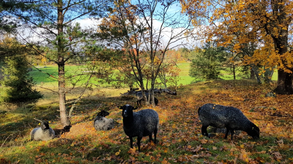 Sticklinge gravfält. Foto Lidingö stad