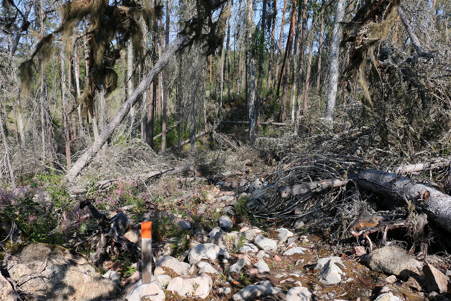 Knähög trästolpe med orange topp står i stening landskap med liggande döda träd.
