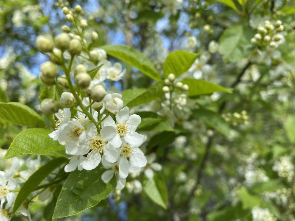 Närbild på träd som blommar med vita blommor.