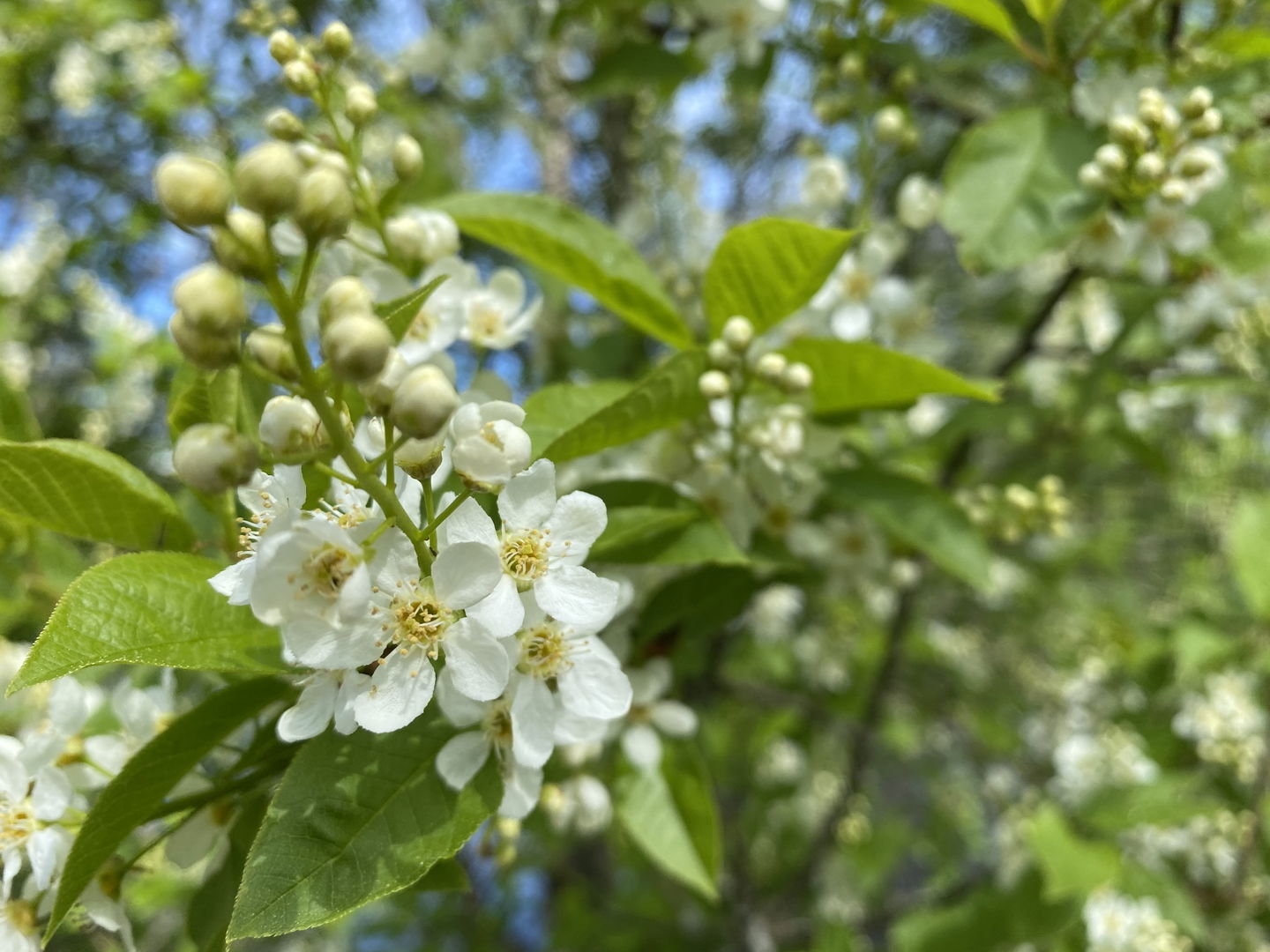 Närbild på träd som blommar med vita blommor.