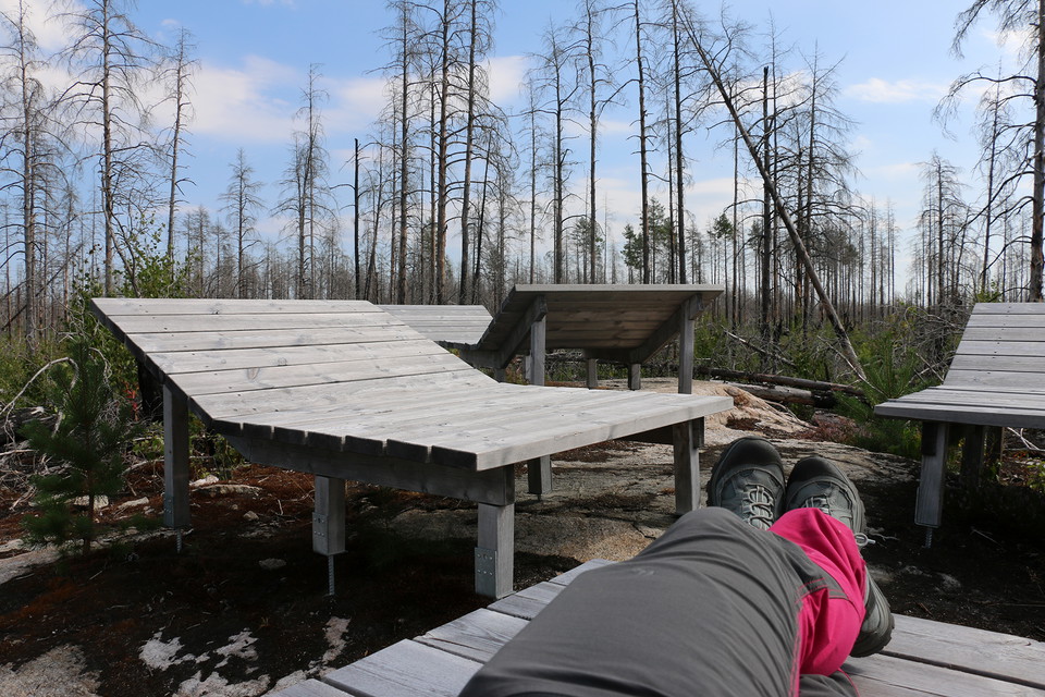 Tre grå träbritsar. Döda barrträd i bakgrunden.