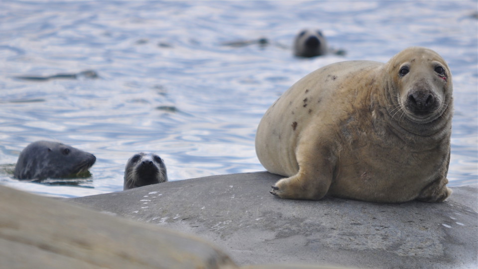 Gråsäl. 