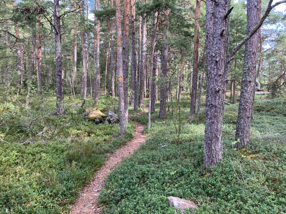 Leden på Långön går delvis genom tallskog