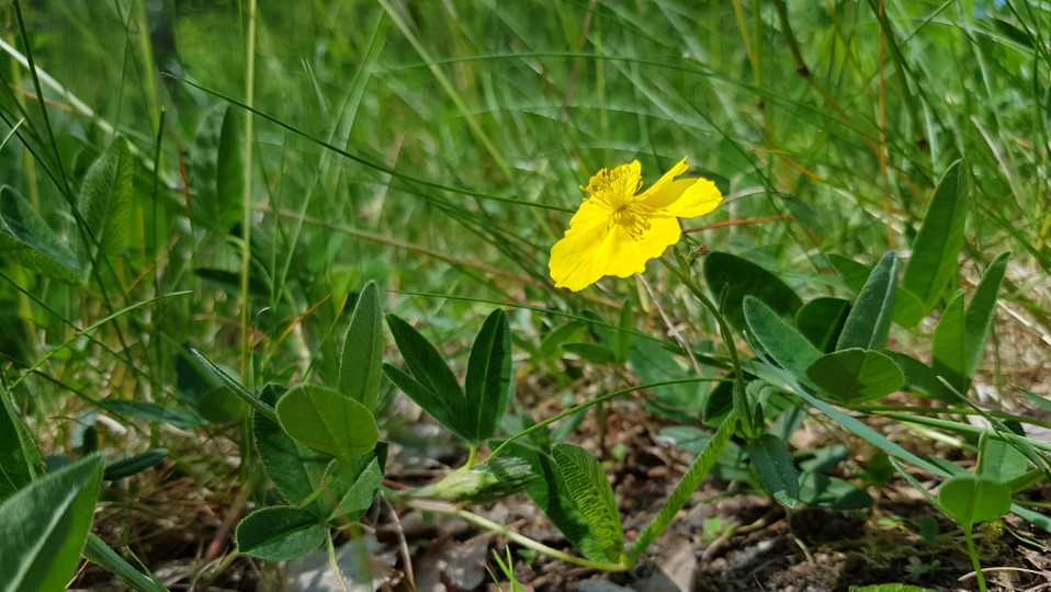 Solvända. Foto Lidingö stad