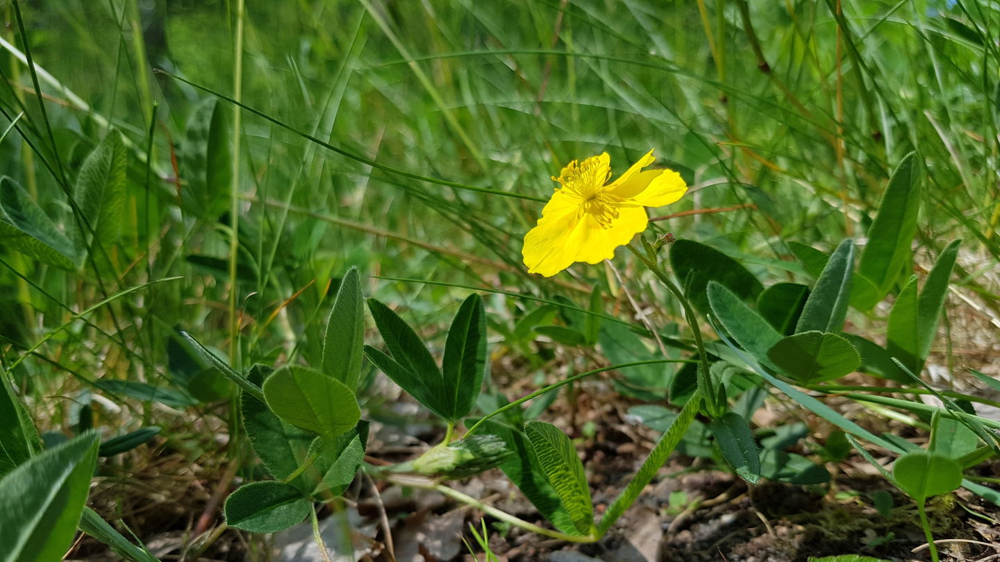 Solvända. Foto Lidingö stad