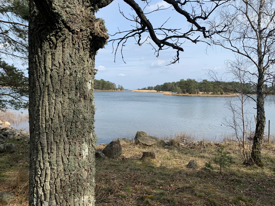 Ek i strandkanten med öar i bakgrunden