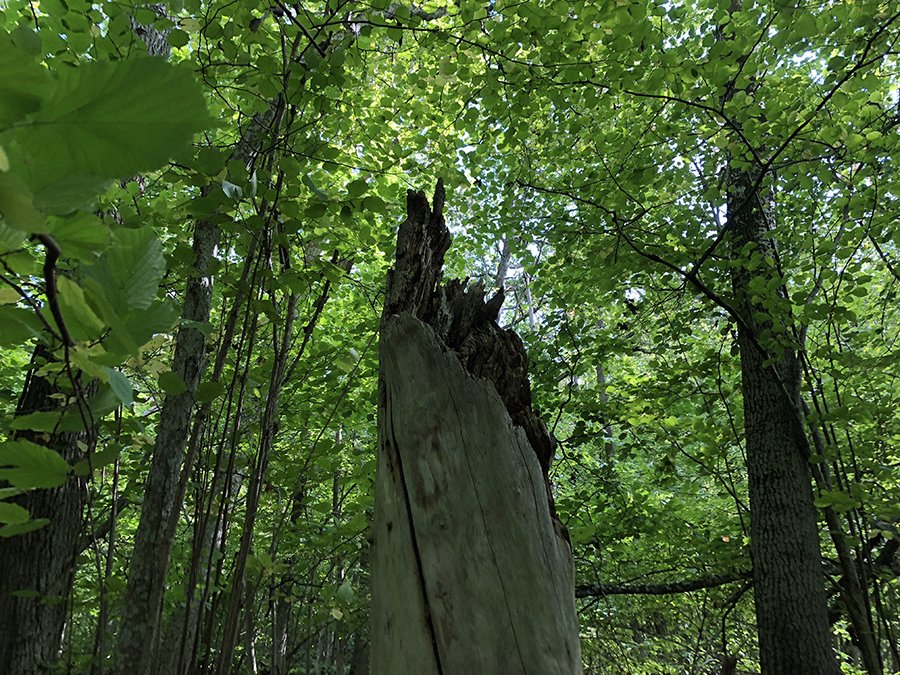 Ett dött tröd med gröna träd runt omkring.
