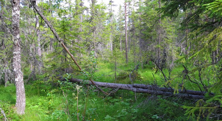 Sumpskog i Halmmyrans naturreservat.