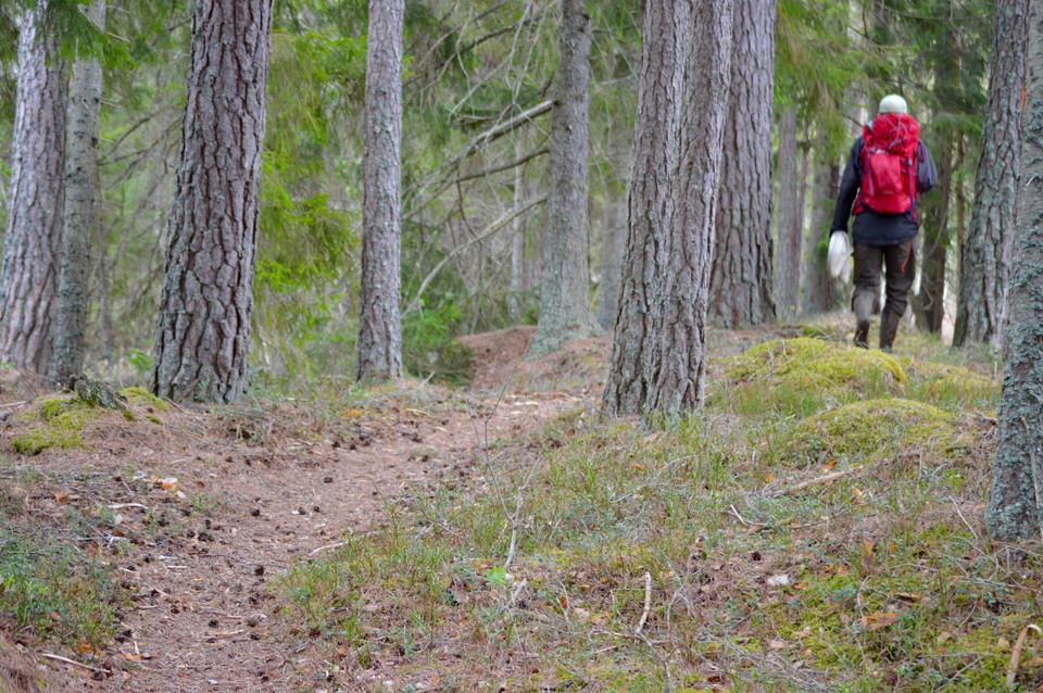 Skogsvandring i södra delen av reservatet.