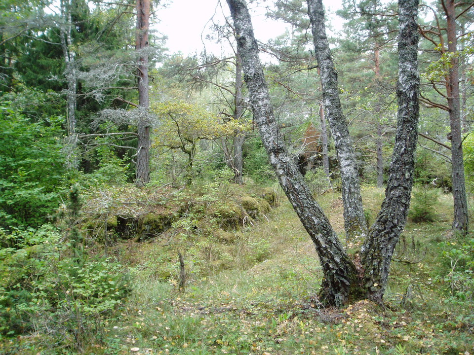 Tre björkar som växer åt varsitt håll men från samma stam.