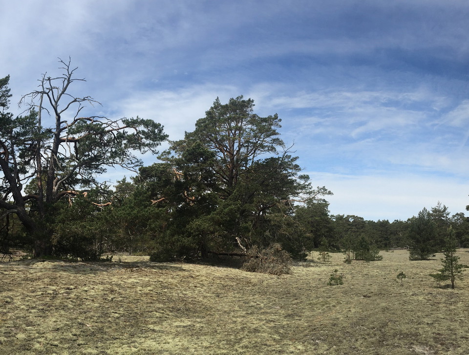 Sandig tallskog