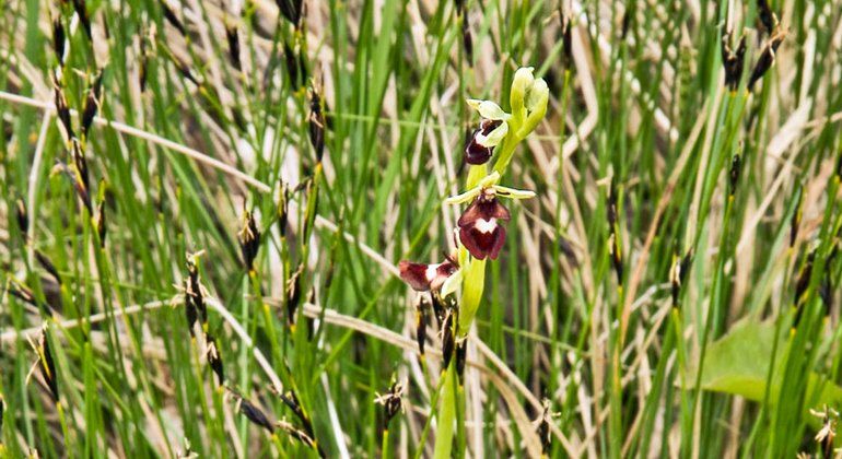 Flugblomster är en fascinerande orkidé där blommorna ser ut som små insekter.