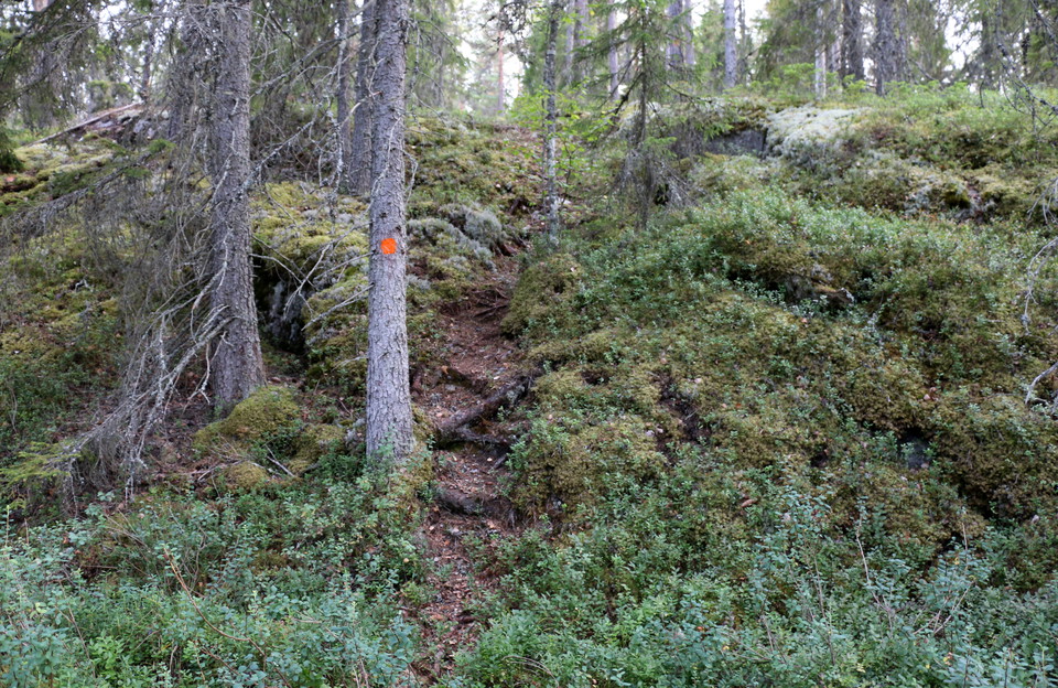 Rötter som bildar som trappsteg uppför en höjd längs leden.