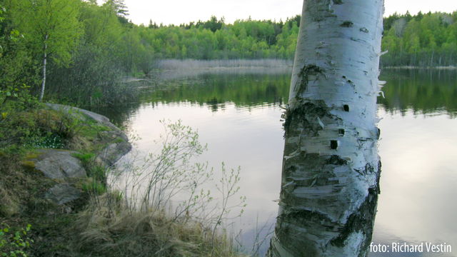Fiska i Mörtsjön
