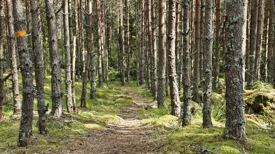 Led genom ung tallskog.