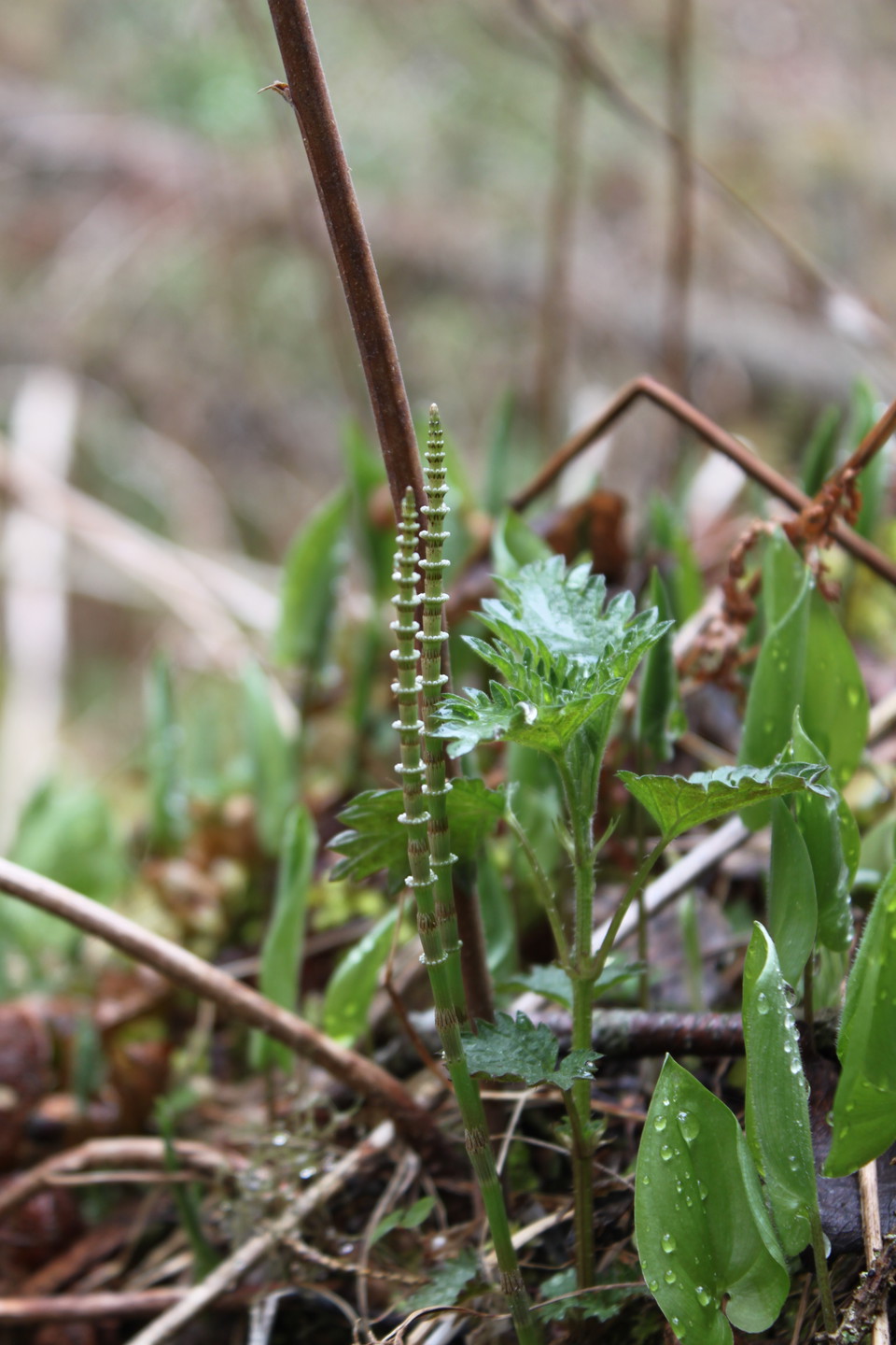 Närbild på flera olika gröna växter. 