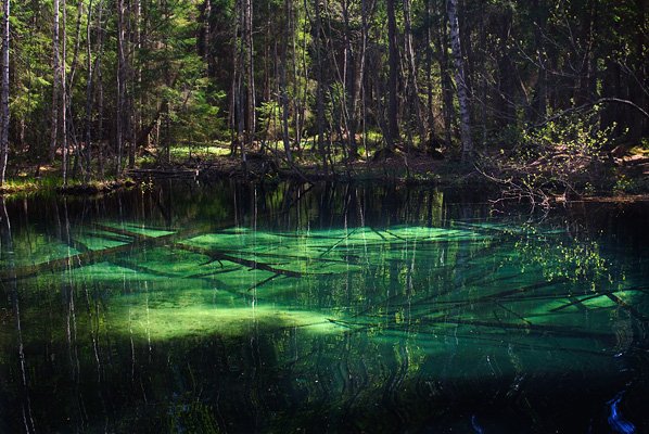 En klart grön vattenkälla med skog runt omkring. Under vattnet ligger fallna träd.
