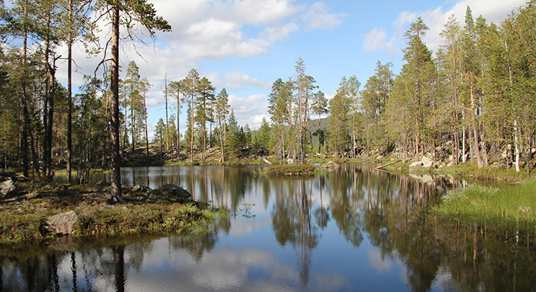 Björkselberget.