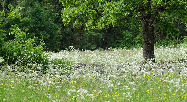 Blomsteräng.