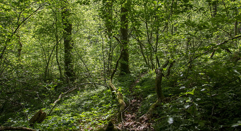 Lövskog.