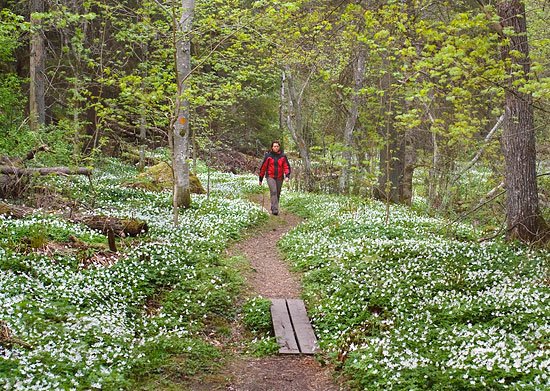 En person går längs en bred stig genom en dal. På båda sidorna av stigen finns mängder av blommande vitsippor. 