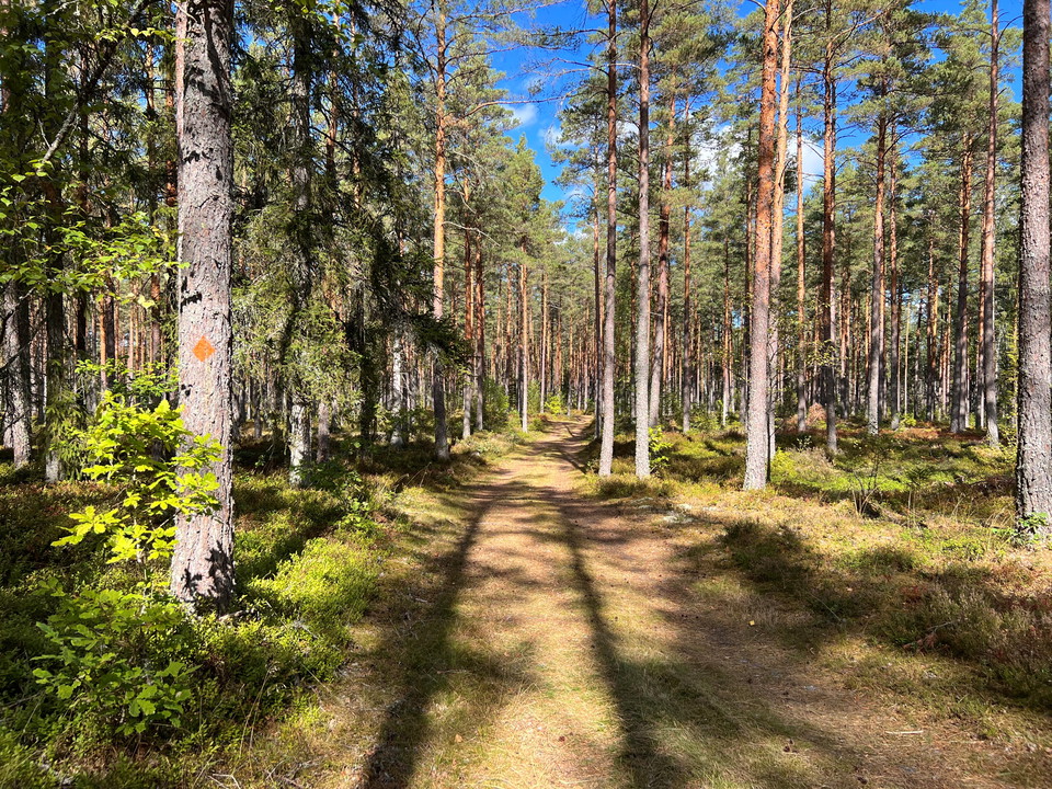 Tallskogar i Flerohopp