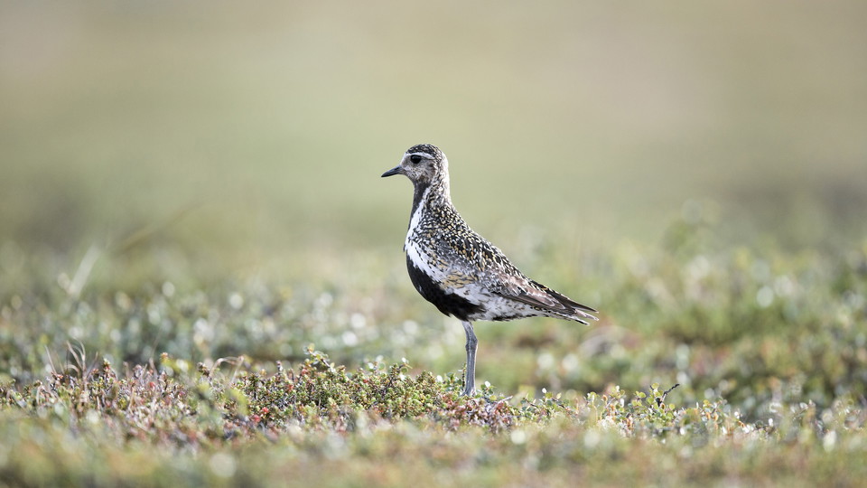 Golden plover.