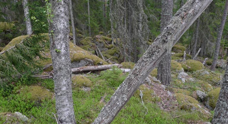 Svarvtjärnsbergen bjuder på gammal lavbevuxen tallskog.