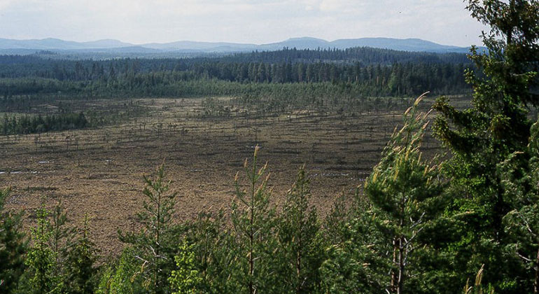 Västeråsmossen.