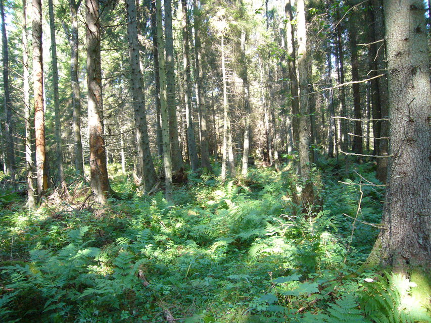 Norrskogen naturreservat