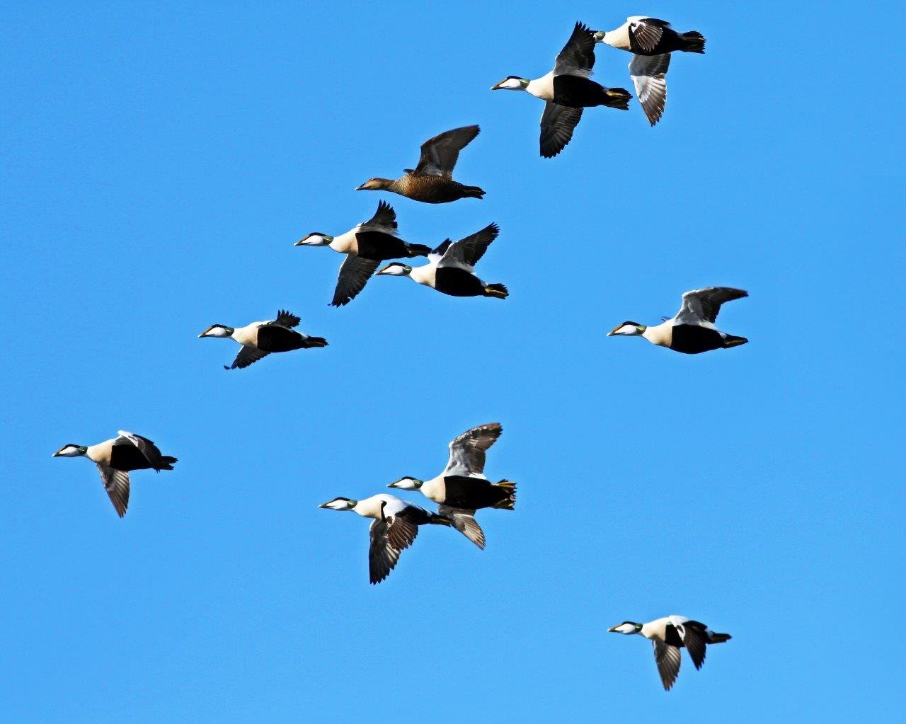 Flygande ejdrar. Foto: Johan Bjurer