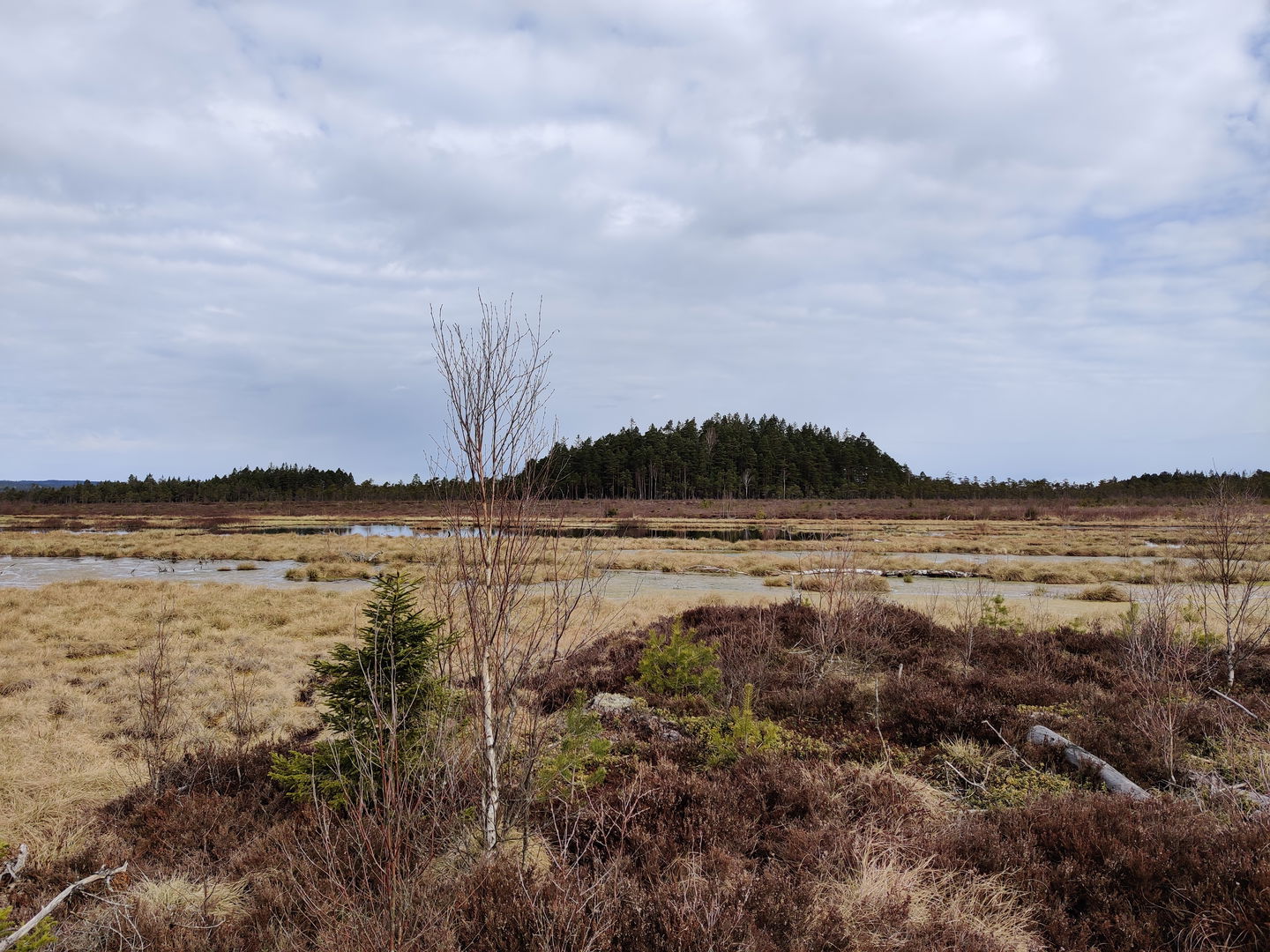 Anderstorps Stormosse