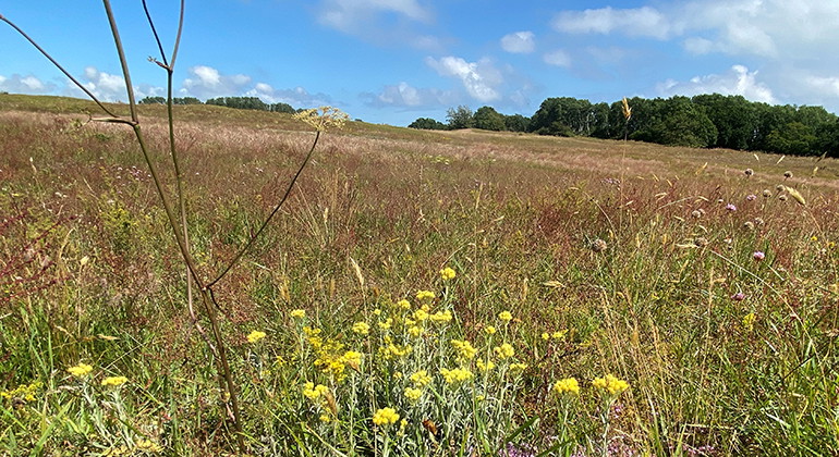 Hedblomster.