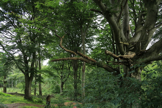 Björka skog, Naturreservat