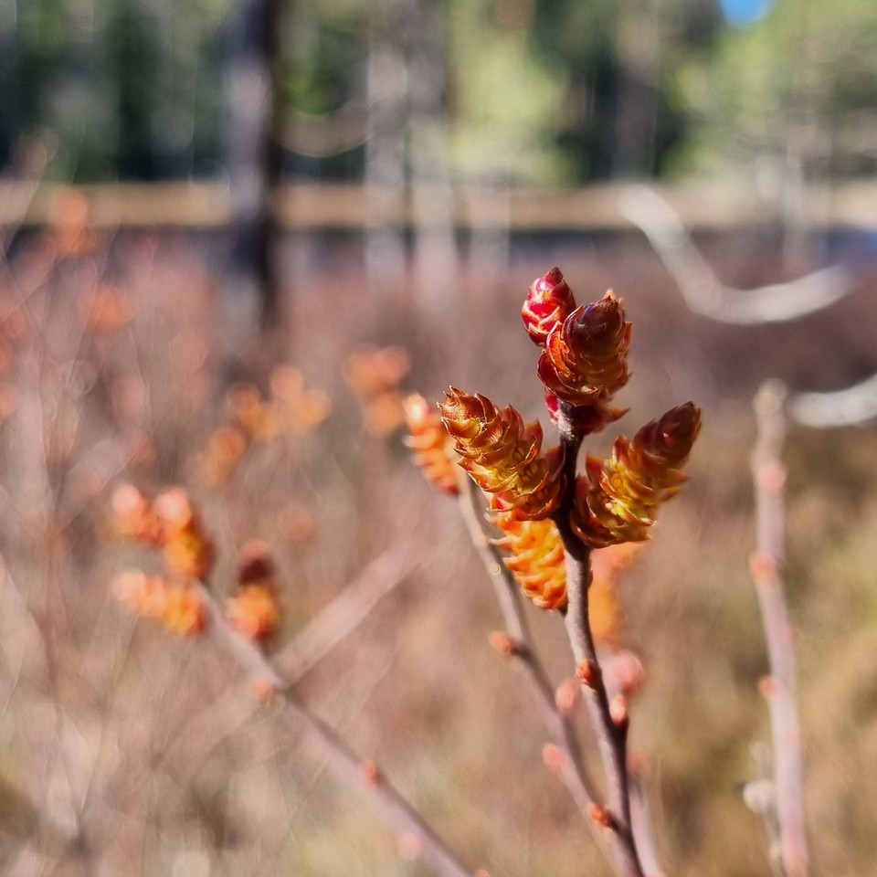 Blommande pors intill tjärn.