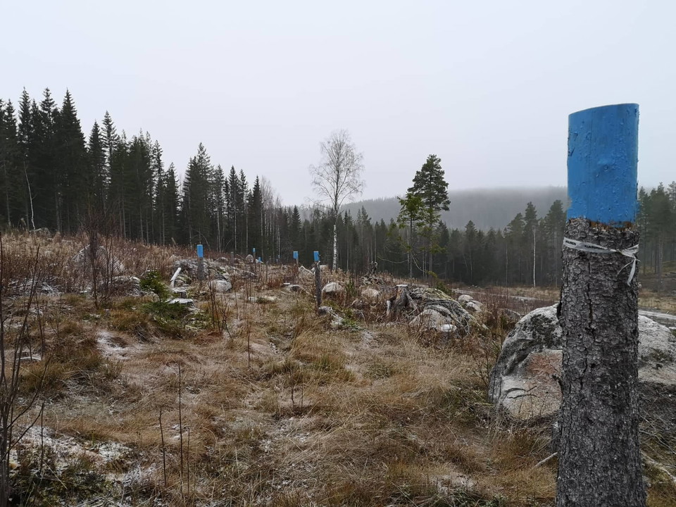 Följ blå markering målad av KG Rudolphi juni 2021