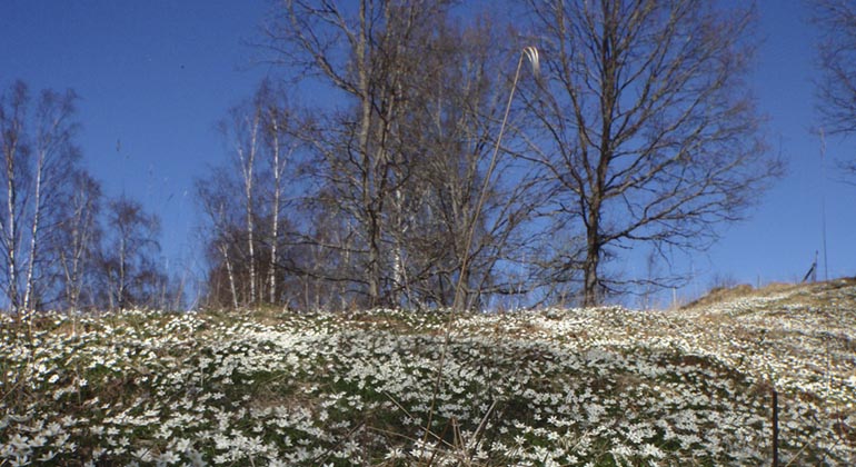 Lekeberga-Sälven i vitsippetid.