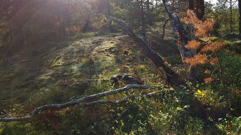 Skog vid Trollldalen. Foto Lidingö stad
