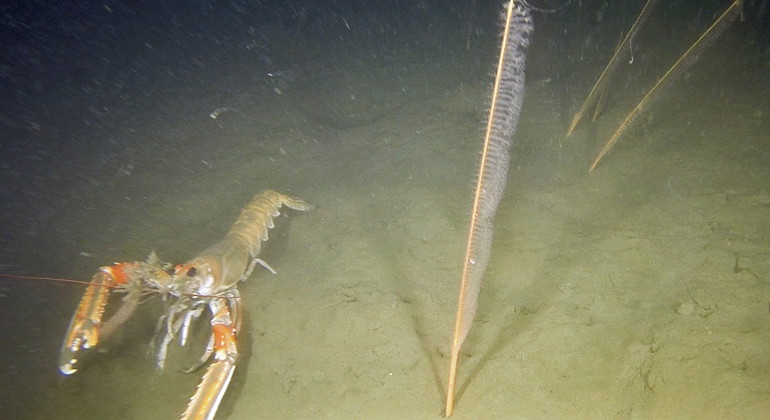 Havskräfta och Virgularia. Foto: PAG Miljöundersökningar