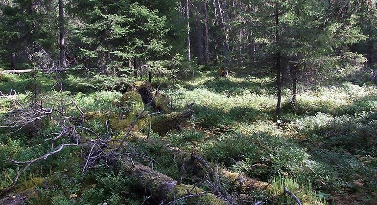 Gammelskog i Granbergets naturreservat.