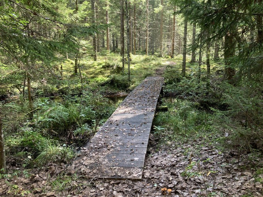 En träbro över ett vattendrag i skogen