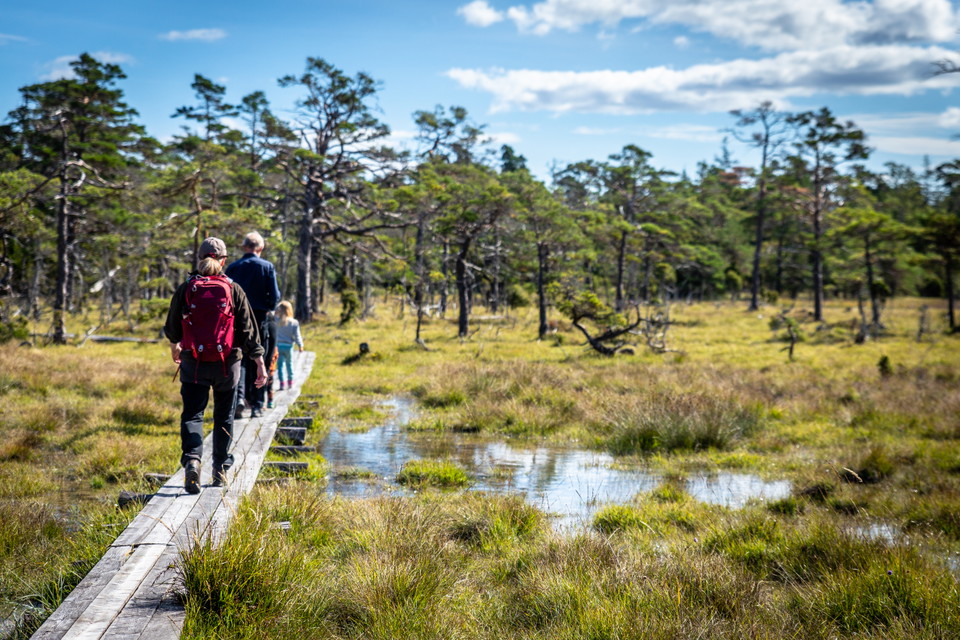 Bild över våtmark med en spång i grånat trä som leder förbi en vattenspegel. På spången går en familj, man ser en äldre man, minst ett barn och en kvinna med röd rycksäck gåendes på spången med ryggen mot kameran.