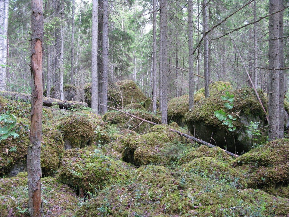 I en skog är marken täckt av större, mossklädda stenblock.