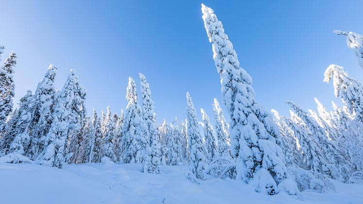 Djupdalshöjden i vinterskrud.