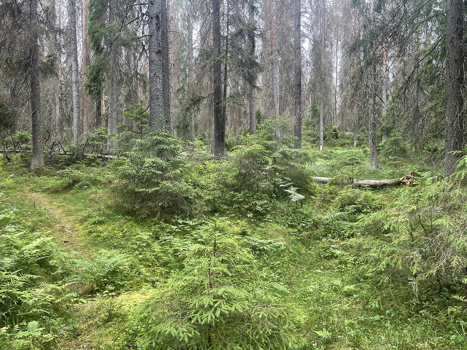 Höga granar och en otydlig stig som grevar sig.