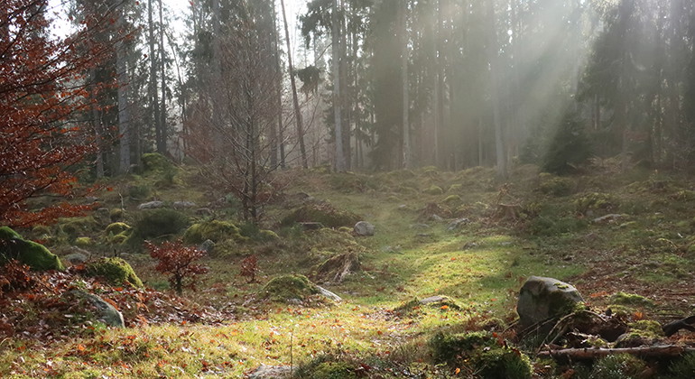 Skogsbete.