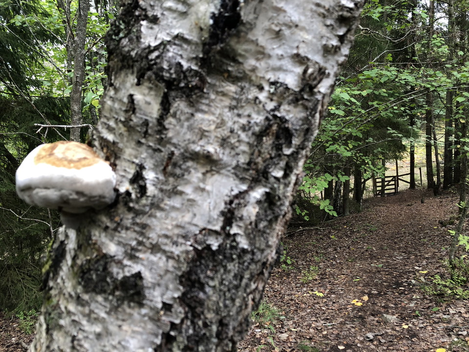 En björkstamm med en svamp växande på.