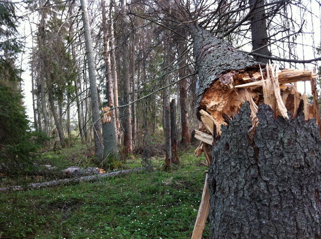 Råå naturreservat