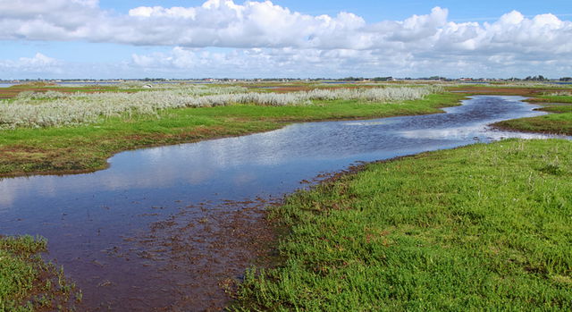 Foteviksområdet, Naturreservat